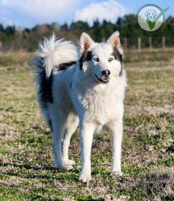 Yakutian Laika