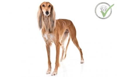 Saluki
