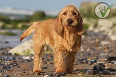 Basset Fauve de Bretagne