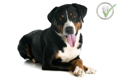 Appenzeller Sennenhund