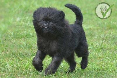 Affenpinscher