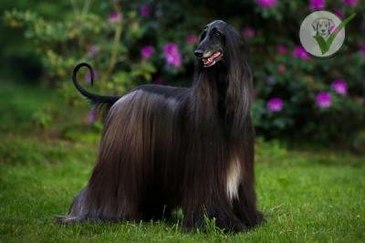 Afghan Hound