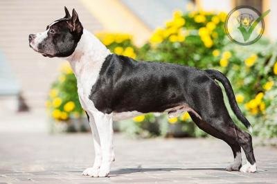 American Staffordshire Terrier