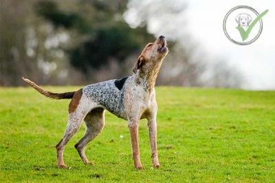 American English Coonhound