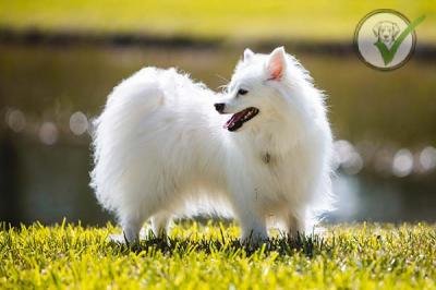 American Eskimo