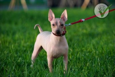 American Hairless Terrier