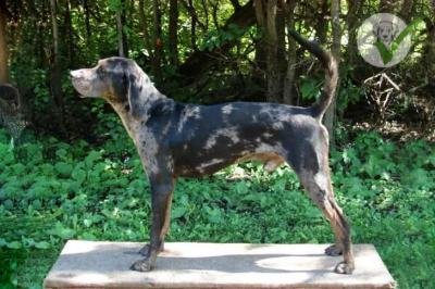 American Leopard Hound