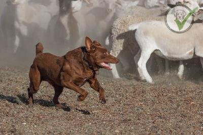 Australian Kelpie