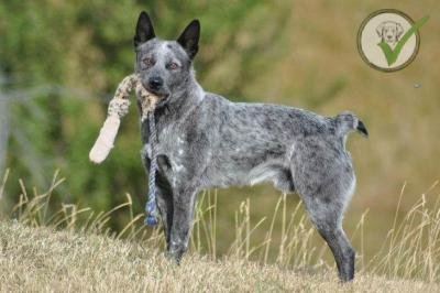 Australian Stumpy Tail Cattle Dog