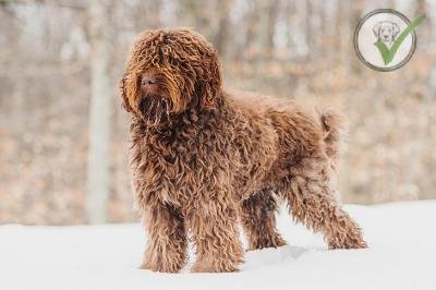 Barbet