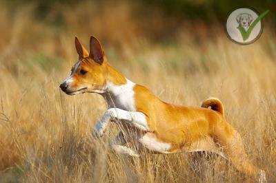 Basenji