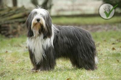Bearded Collie