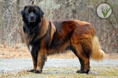 Estrela Mountain Dog