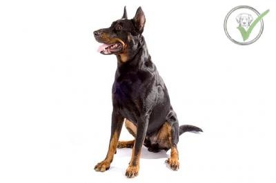 Beauceron
