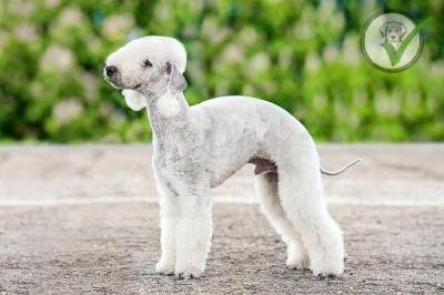 Bedlington Terrier