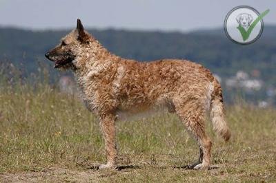 Belgian Laekenois