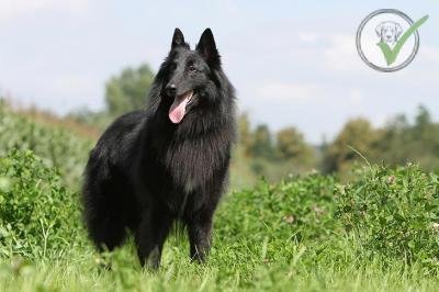 Belgian Sheepdog