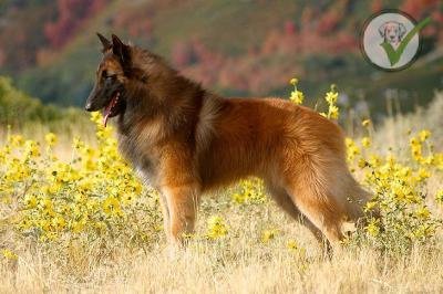 Belgian Tervuren