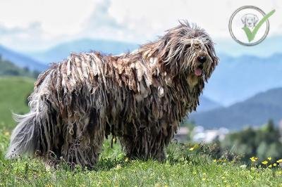 Bergamasco Sheepdog