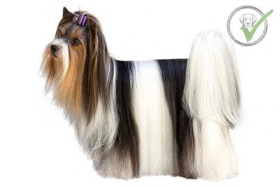 Biewer Terrier