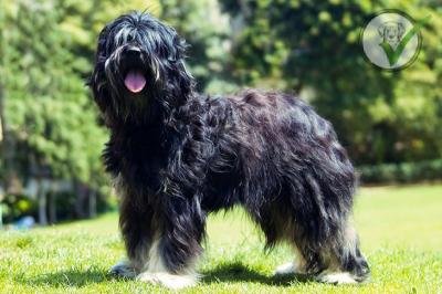 Portuguese Sheepdog
