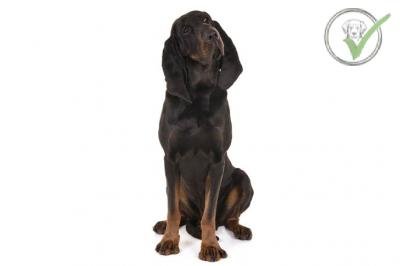 Black and Tan Coonhound