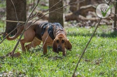 Bloodhound