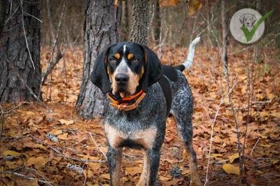 Bluetick Coonhound
