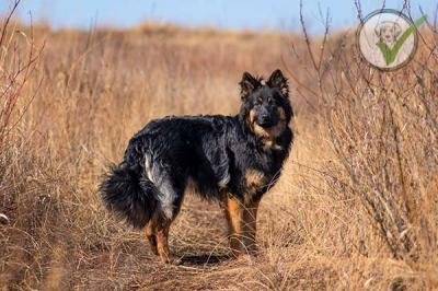 Bohemian Shepherd