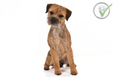 Border Terrier