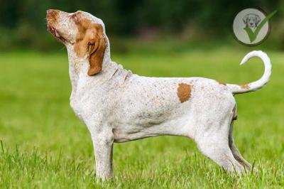 Bracco Italiano