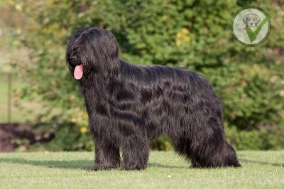 Briard