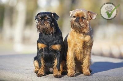 Brussels Griffon