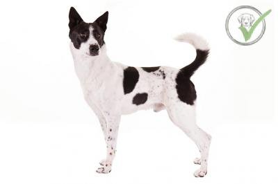Canaan Dog