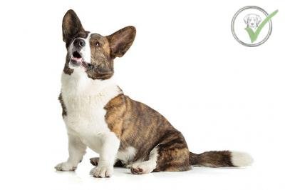 Cardigan Welsh Corgi