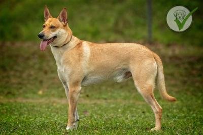 Carolina Dog
