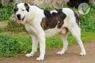 Central Asian Shepherd Dog