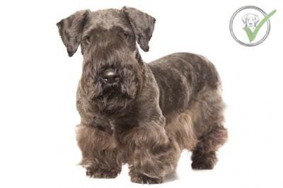 Cesky Terrier