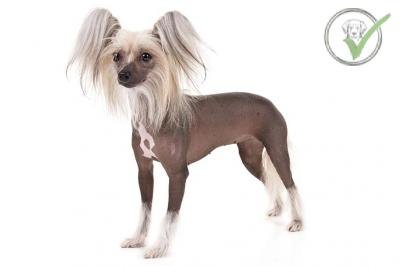 Chinese Crested