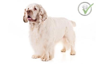 Clumber Spaniel