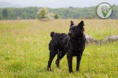 Croatian Sheepdog
