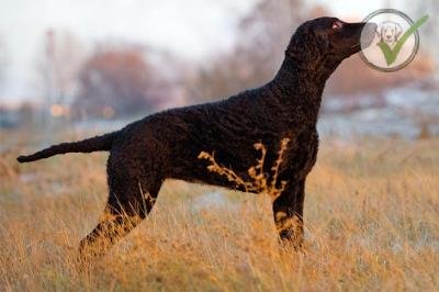 Curly-Coated Retriever