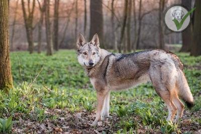 Czechoslovakian Vlcak