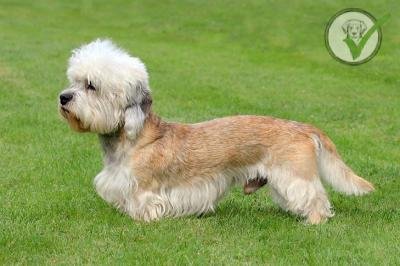 Dandie Dinmont Terrier