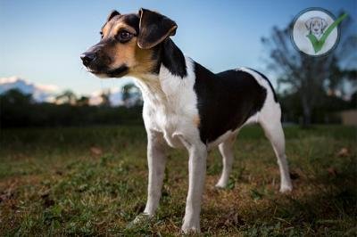 Danish-Swedish Farmdog