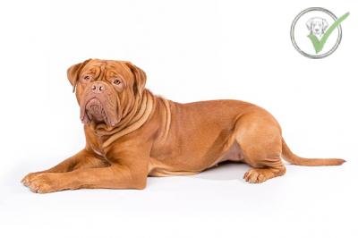 Dogue de Bordeaux
