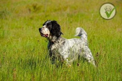 English Setter