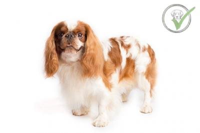 English Toy Spaniel
