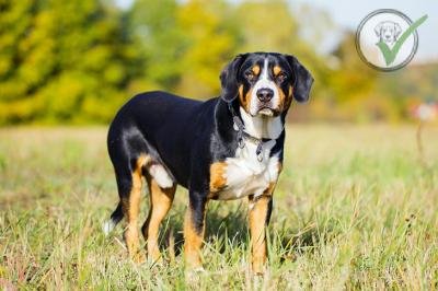 Entlebucher Mountain Dog