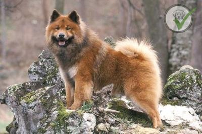 Eurasier